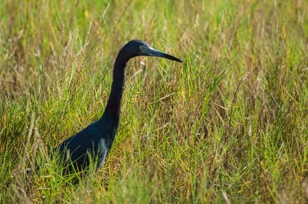 This adult Little Blue Heron was photographed at Merritt Island on the Atlantic Coast of Florida.