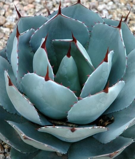 The gray/blue leaves of Agave parryi 'truncata' contrast with the maroon spines in the author's garden.