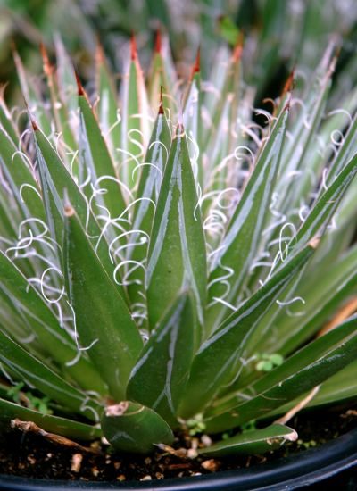 The curly white filaments of Agave schidigera adds to its beauty.