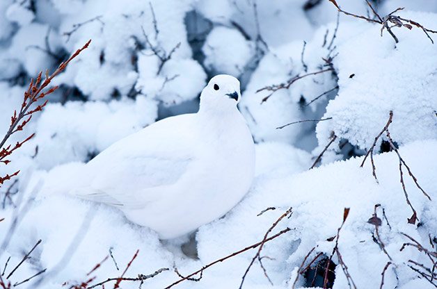 Birding Basics to Camouflaged Birds: Willow ptarmigan in winter