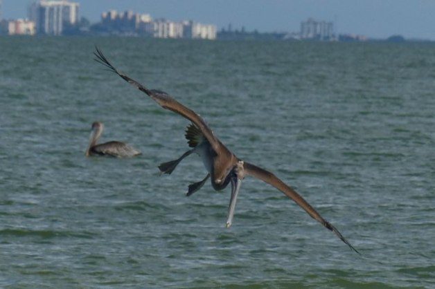 Shore Bird Watching - Brown Pelican