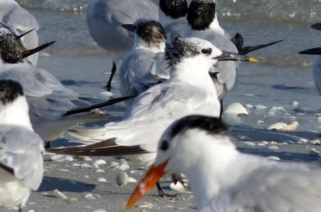 Shore Bird Watching - Sandwich Tern