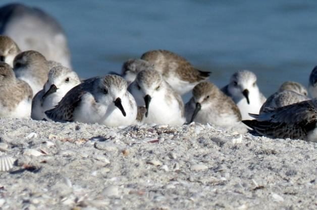 Shore Bird Watching - Sleepy Sanderling Trio