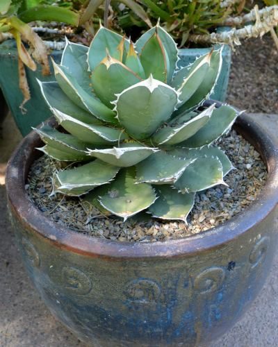 agave in container