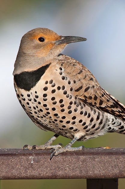 The Ultimate Guide To Backyard Bird Photography