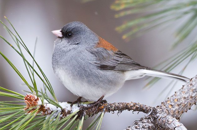 The Ultimate Guide To Backyard Bird Photography - Birds ...