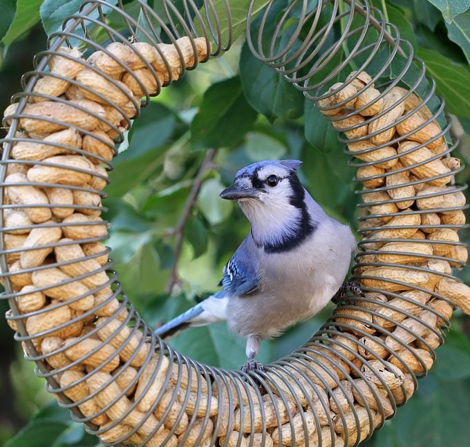 Blue jay on peanut bird feeder