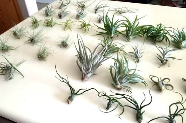 A variety of air plants