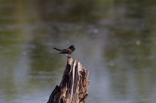 Black Phoebe's can be found hunting for insects at the park.