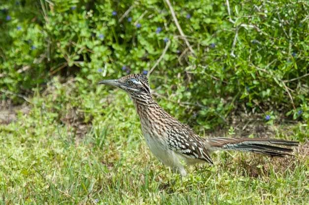 Best Birding Hotspots in South Texas