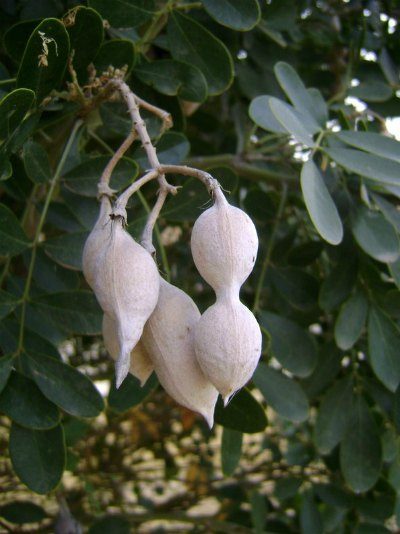 Seed pods hanging from a Texas Mountain Laurel