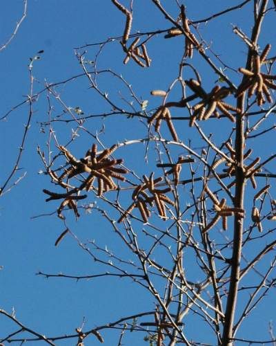 Seed pods from the screwbean mesquite tree.