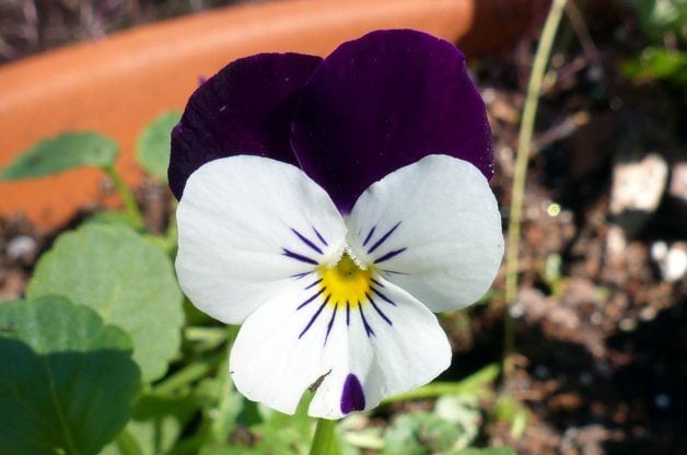 Violas in the Flower Garden 5