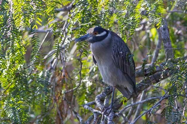 Alligator Pond is a great place to find both species of night-herons including this Yellow-crowned Night-Heron