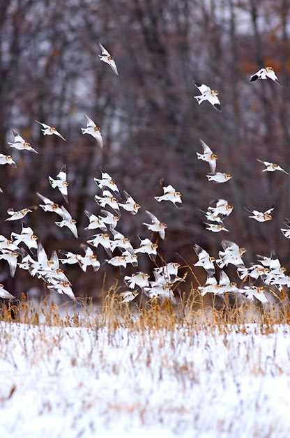 Birding sites: Snow buntings