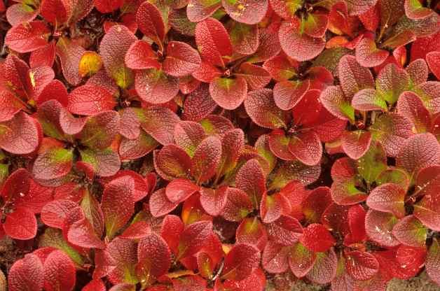 Top 10 Plants For Rocky Soil Garden, Ground Cover For Wet Areas Florida