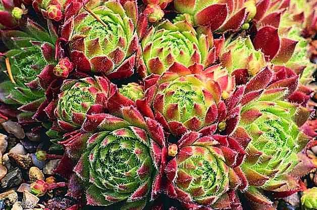 Plants for Rocky Soil Hens and Chicks RDA-GID
