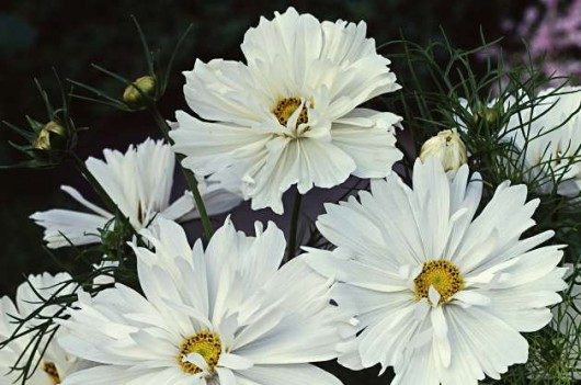 Top 10 White Flowers | Flower Gardening | Birds & Blooms