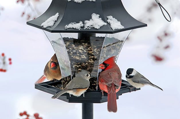 Decoding Mixed Winter Flock Behavior