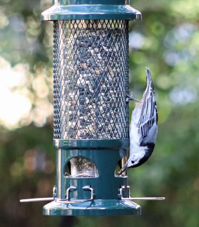 white-breasted nuthatch at feeder