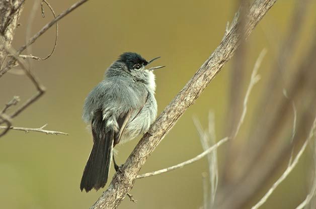 One species that I always like to see when I'm in San Diego is the California Gnatcatcher. I photographed this one at the San Elijo Lagoon.