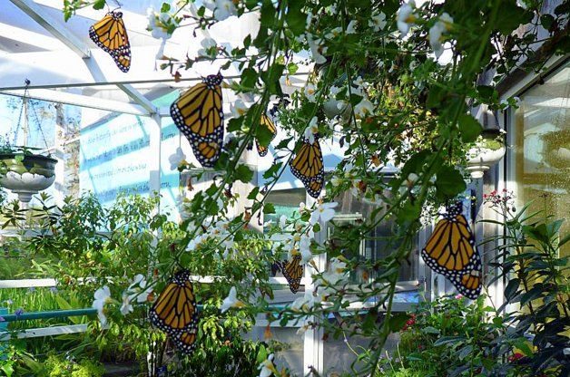 Monarch Roosting Butterfly Garden