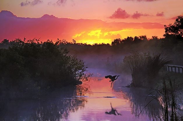 Birding Sites: Heron at Everglades National Park
