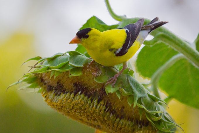 goldfinch on sunflower
