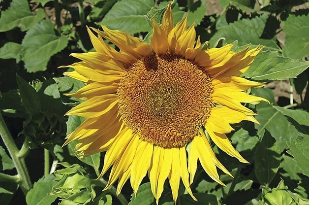 Top 10 Sunny Sunflower Varieties: Super Snack Mix