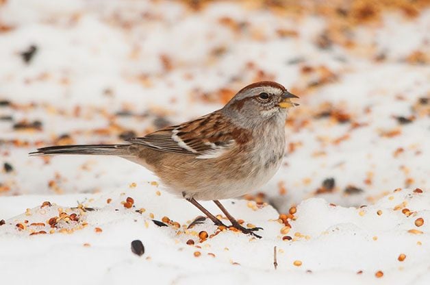 American Tree Sparrows are very common visitors at seed piles throughout much of the northern 2/3 of the US and all of Canada during the winter months. (Check out their range map on eBird)