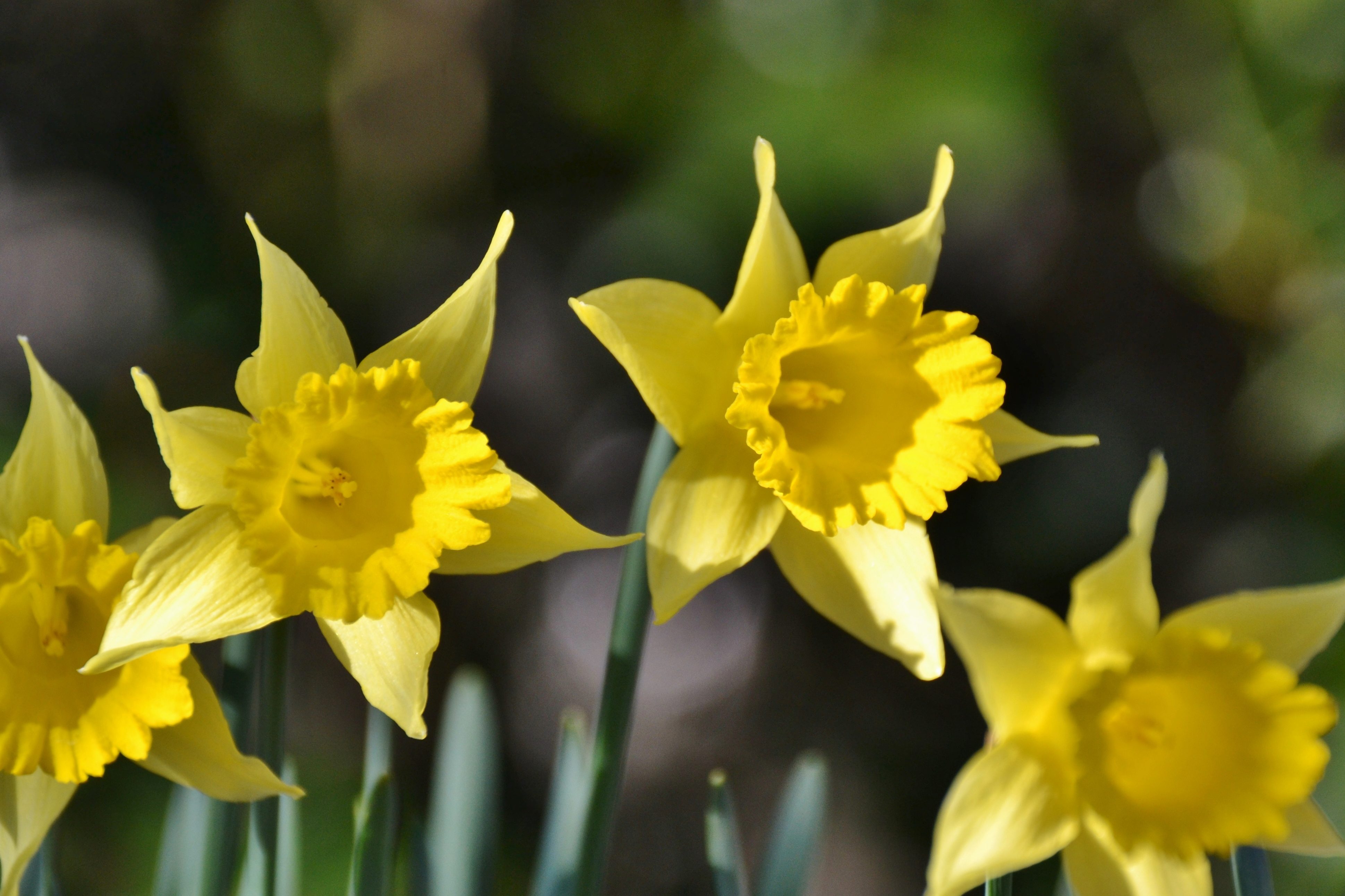 The First Daffodils of 2015 - Birds and Blooms