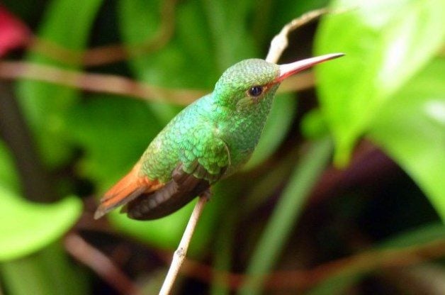 Hummingbird Costa Rica Rufous Tailed