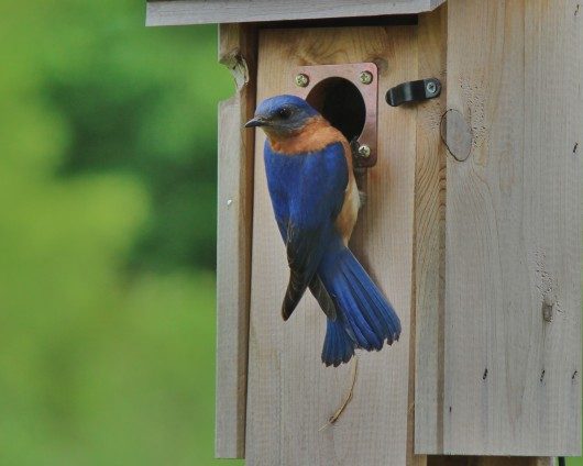 Bluebird checking out a bird house - Birds and Blooms