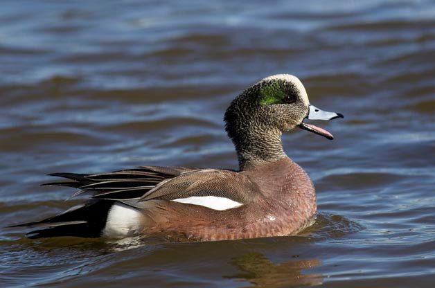 7 Types Of Ducks To Look For This Spring Birds Blooms,Crib Tents Aap