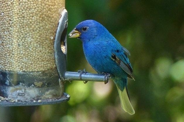 Attract Indigo Buntings with Millet