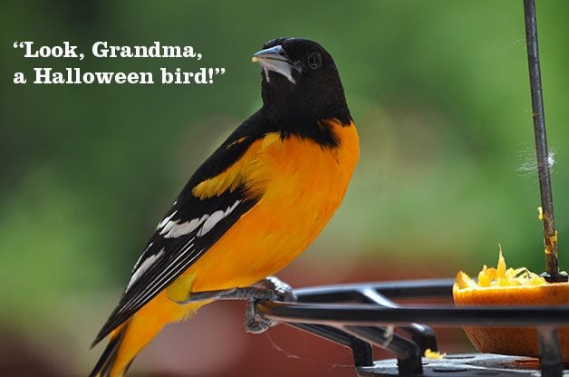 Funny Things Kids Say About Nature - Birds and Blooms