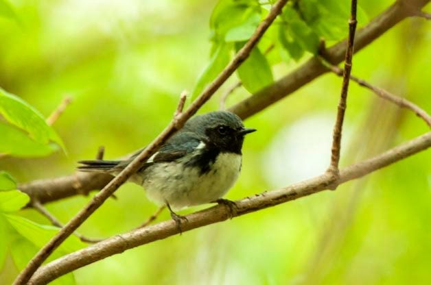 Since the Dry Tortugas sits much farther east than the other birding hotspots, more of the migrants that winter in the Caribbean can be found there. That includes species like this Black-throated Blue Warbler.