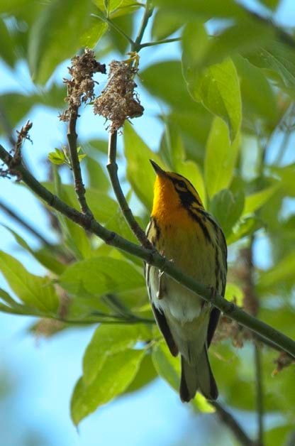 Time to Start Looking for Fall Warblers