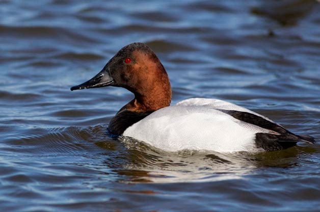 I love how the stark white back contrasts with the rich brown color of the male Canvasback's head.