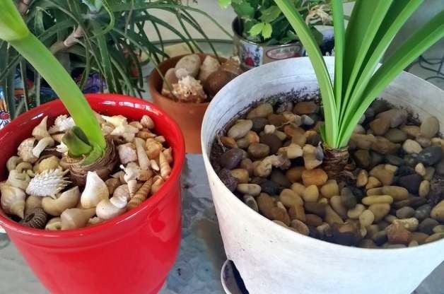 Container Garden Soil Toppers