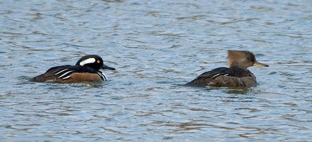 Like all of the species I've mentioned, the male Hooded Merganser is much flashier than the female.