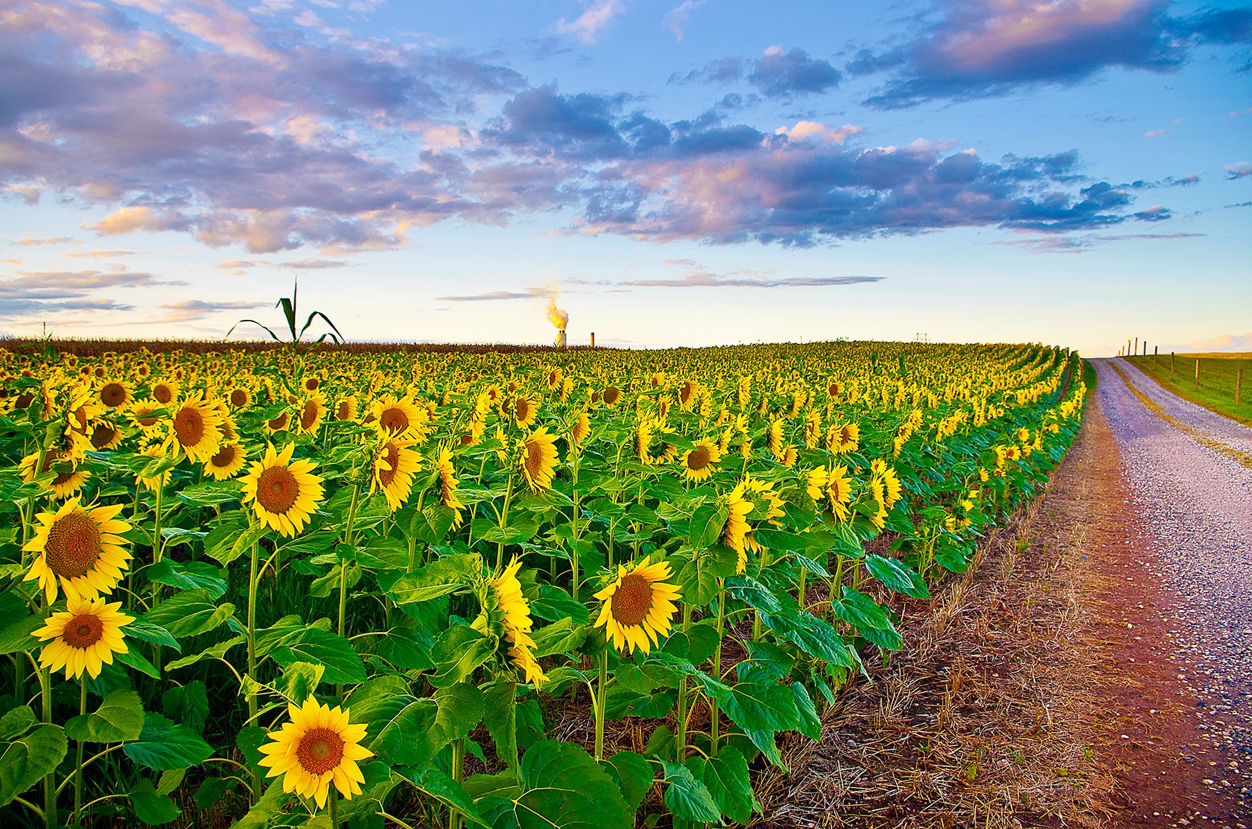 Sunflower Fields Forever - Birds and Blooms