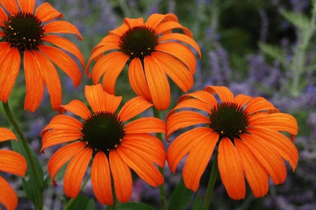 This is Tangerine Dream, a coneflower from Great Garden Plants 