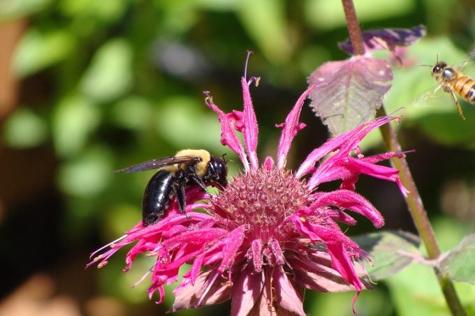 native bees, bee balm monarda