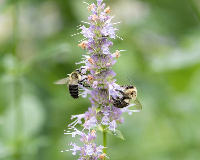 native bees on anise hyssop