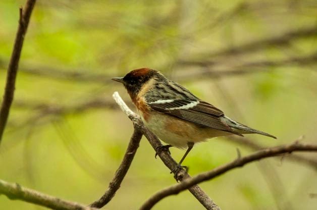 Top 5 Great Lakes Birding Hotspots for Spring Migration