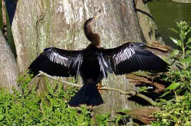 Bird Nesting Anhinga Courtship