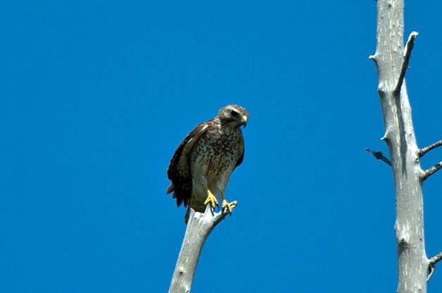 Bird Species Profile: Broad-winged Hawk