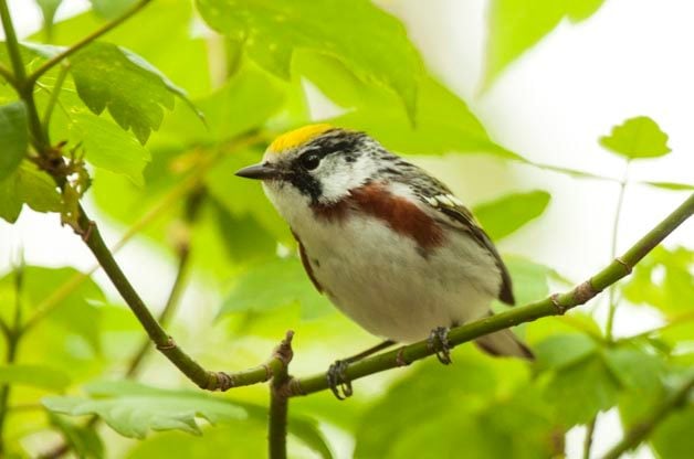Top 5 Great Lakes Birding Hotspots for Spring Migration