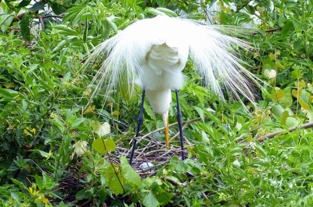 Great Egret Bird Nesting Season